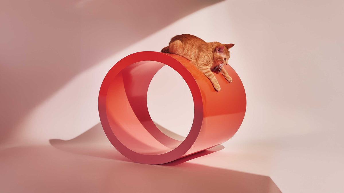 Animals and Pet Supplies example products